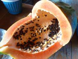 HEIRLOOM FRUIT SEEDS - Giant Paw-Paw Seeds