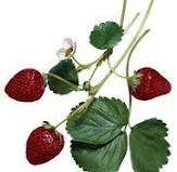 BERRIES - Strawberry Seed Pack