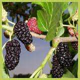 BERRIES - Mulberry Tree Seeds (10 SEEDS)