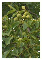 African Walnut Tree Seeds