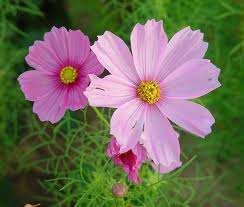 FLOWERS - COSMOS FLOWER - 20 SEEDS