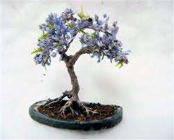 BONSAI JACARANDA TREE SEED