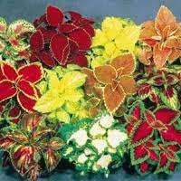 PSYCHOACTIVE - COLEUS SEEDS