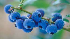 BERRIES  - `RABBIT EYE`  BLUEBERRY   Vaccinium virgatum-    -  30 SEEDS
