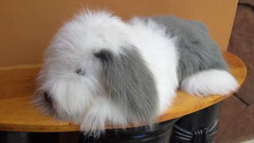 Large fluffy bearded collie.