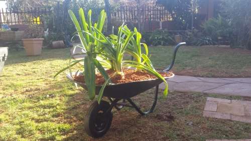 Old wheelbarrow planter.