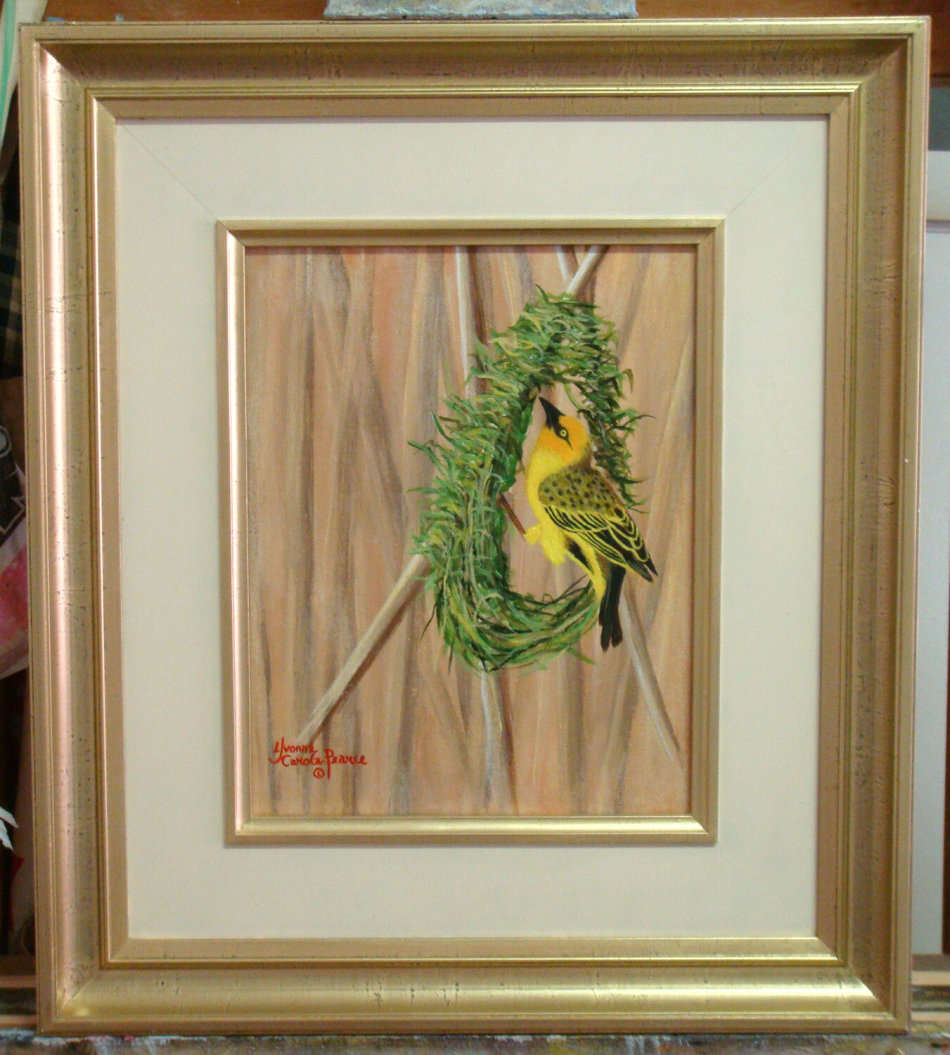 `CAPE WEAVER BIRD` -  FRAMED - ORIGINAL OIL PAINTING - by Yvonne Carola-Pearce. Size : 510mm x 450mm
