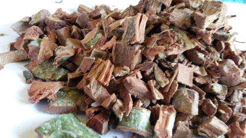 African Dream Herb - Acacia Xanthophloea- Fever Tree 100 g