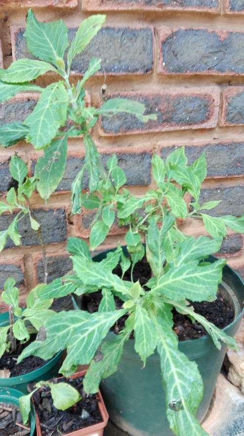 Live Salvia Divanorum.