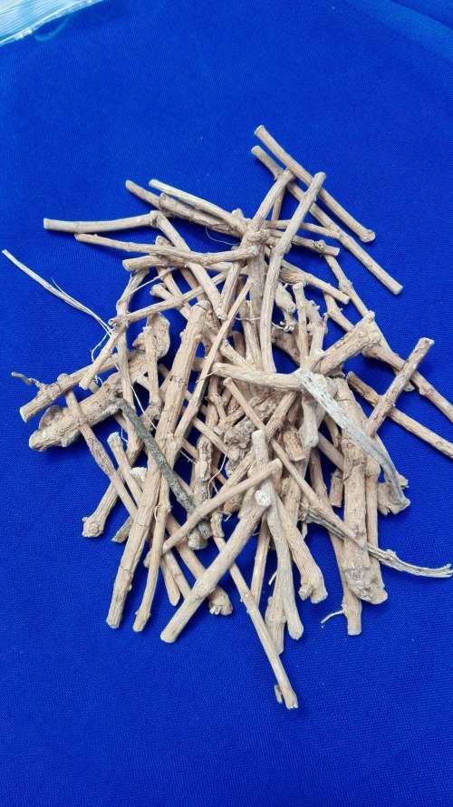 Dream Root, Silene capensis 50g