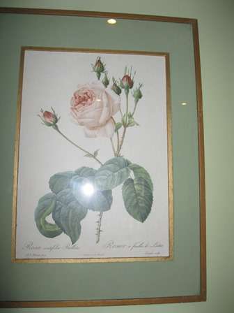 Beautiful Vintage Framed Botanical Print of Roses by De Re'mond