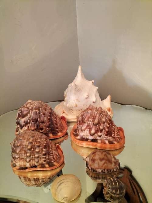 Set of 7 Shells 3 X Helmut Conch Shell and a Queen Conch Shell