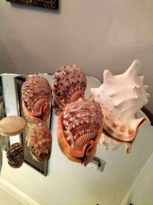 Set of 7 Shells 3 X Helmut Conch Shell and a Queen Conch Shell