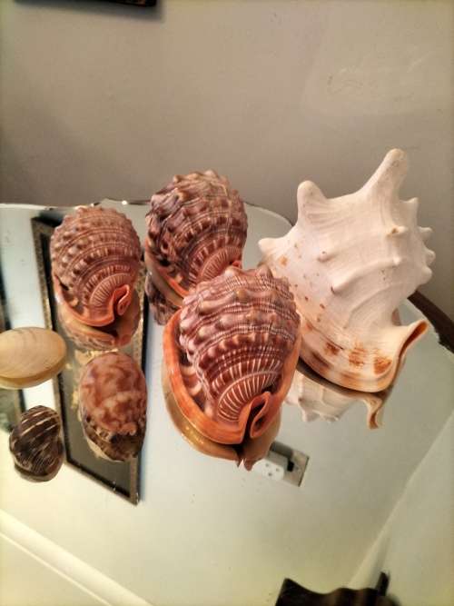 Set of 7 Shells 3 X Helmut Conch Shell and a Queen Conch Shell