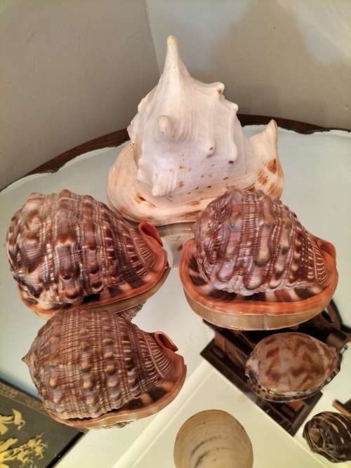 Set of 7 Shells 3 X Helmut Conch Shell and a Queen Conch Shell