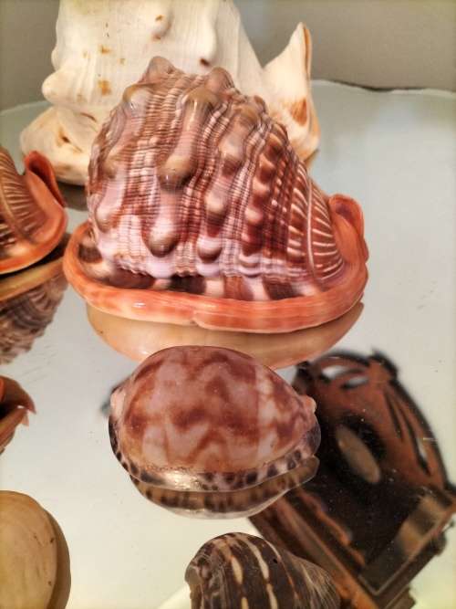 Set of 7 Shells 3 X Helmut Conch Shell and a Queen Conch Shell