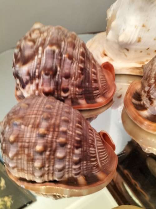 Set of 7 Shells 3 X Helmut Conch Shell and a Queen Conch Shell