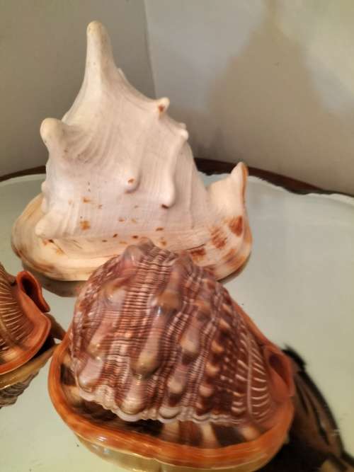 Set of 7 Shells 3 X Helmut Conch Shell and a Queen Conch Shell