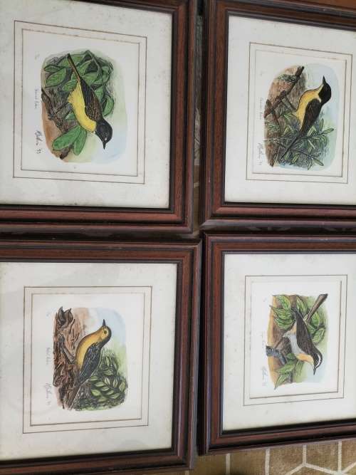 Set of 4 Framed Watercolor paintings of Robin Birds