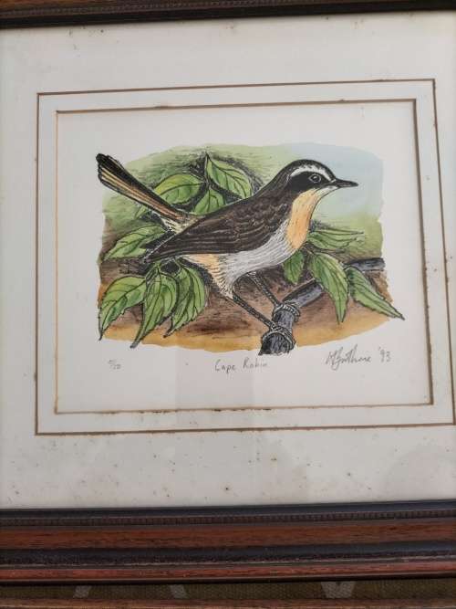 Set of 4 Framed Watercolor paintings of Robin Birds