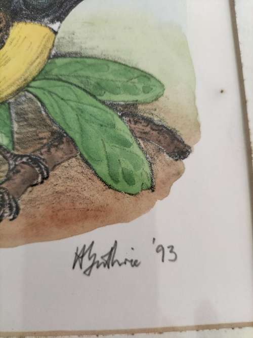 Set of 4 Framed Watercolor paintings of Robin Birds