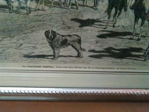 Boers met deres (Drawing by Albert Richter)