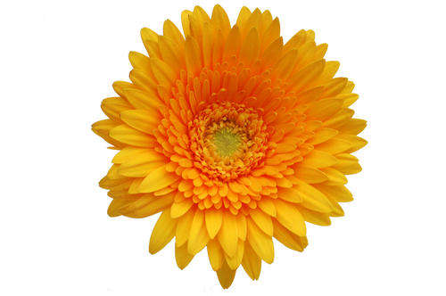 Special Listing for Fashionstar