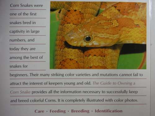 The Guide to Owning a Corn Snake - Jerry G. Walls