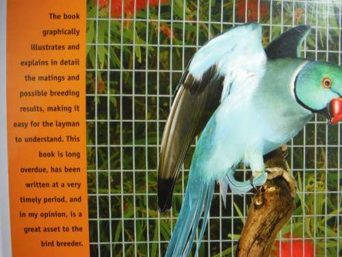 The Indian Ringneck : Breeder's Handbook - Phil Robson