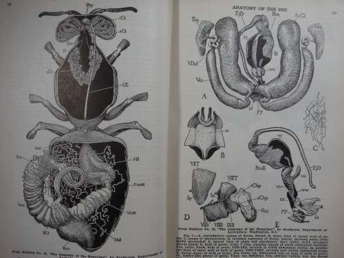 ABC and XYZ of Bee Culture - The A.I. Root Bee Library - 32nd Edition - 1962