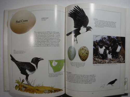 Newman`s Garden Birds - Hardcover - Kenneth Newman - 1992