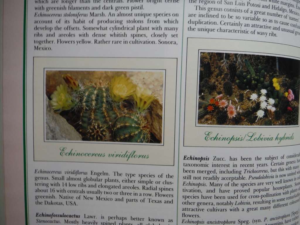 The Handbook of Cacti and Succulents - Hardcover - Clive Innes - 1988