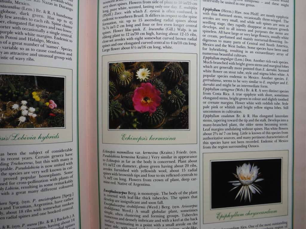 The Handbook of Cacti and Succulents - Hardcover - Clive Innes - 1988