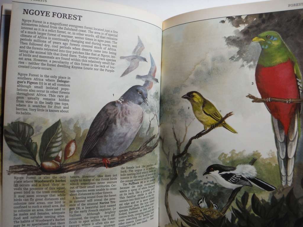 Discovering Birds : A Guide to Over 180 Species in Southern Africa - Hardcover