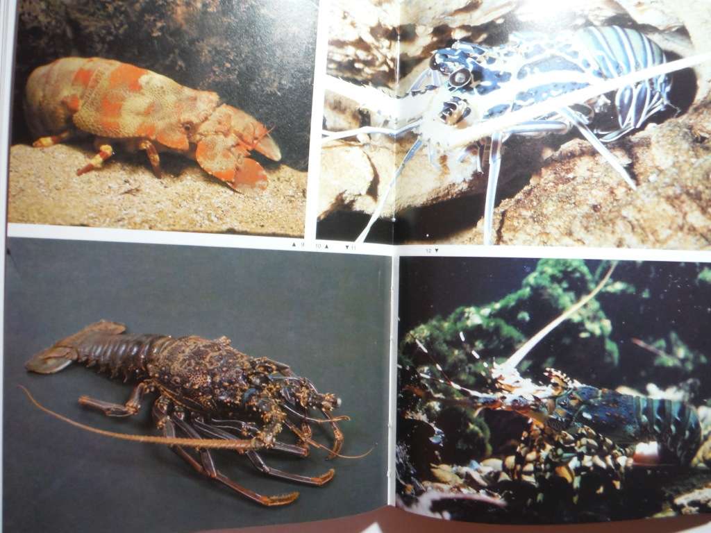 Diving for Crayfish in South Africa - Hardcover - Colin Vary - 1983 First Edition