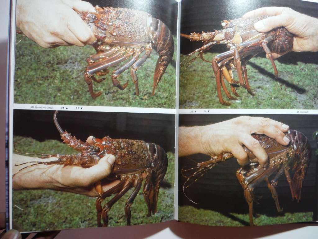 Diving for Crayfish in South Africa - Hardcover - Colin Vary - 1983 First Edition