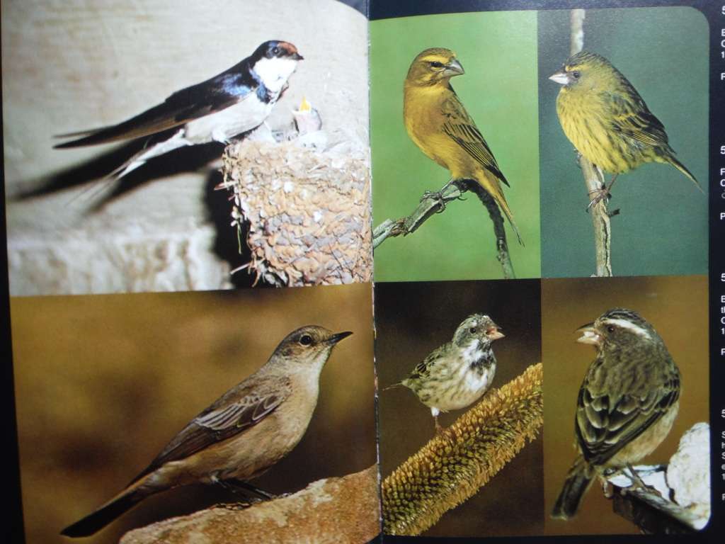 More Garden Birds of Southern Africa - Hardcover - Peter Ginn