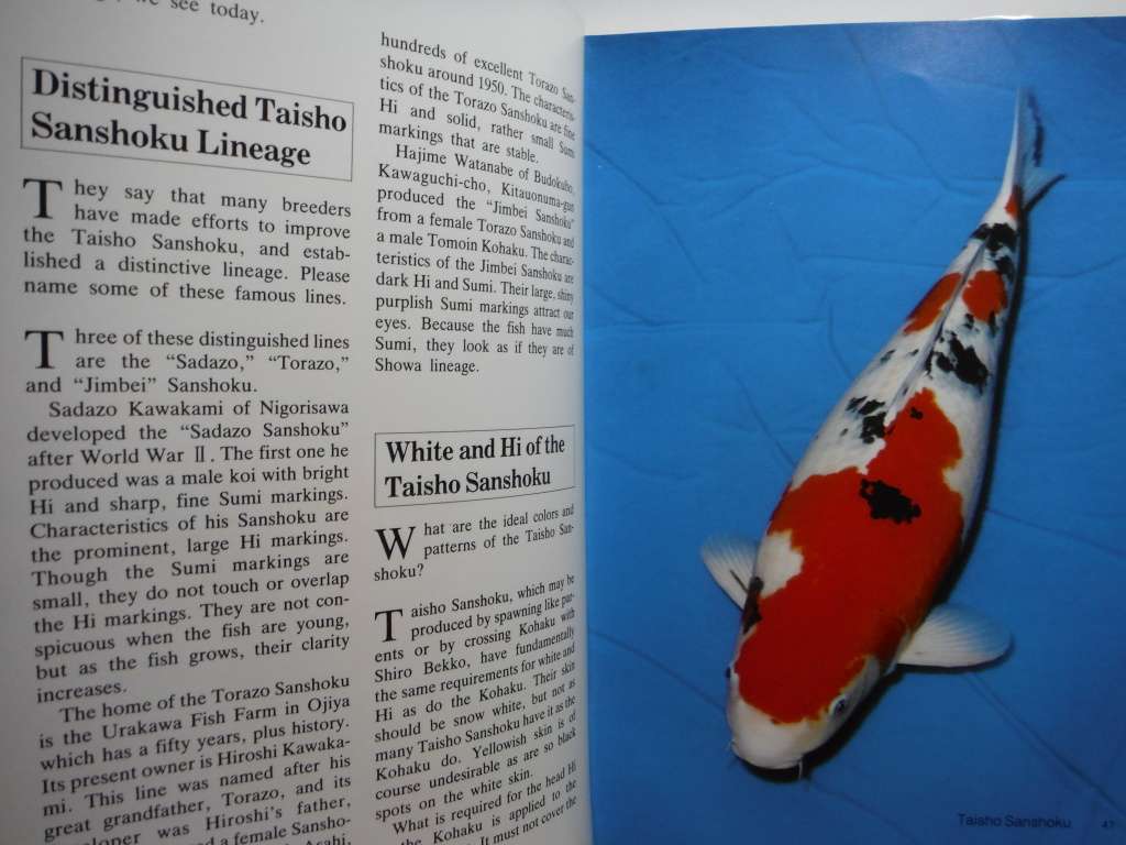 Modern Nishikigoi : Basic Varieties and Unique Koi - Hardcover - Takeo Kuroki - 1986 First Edition