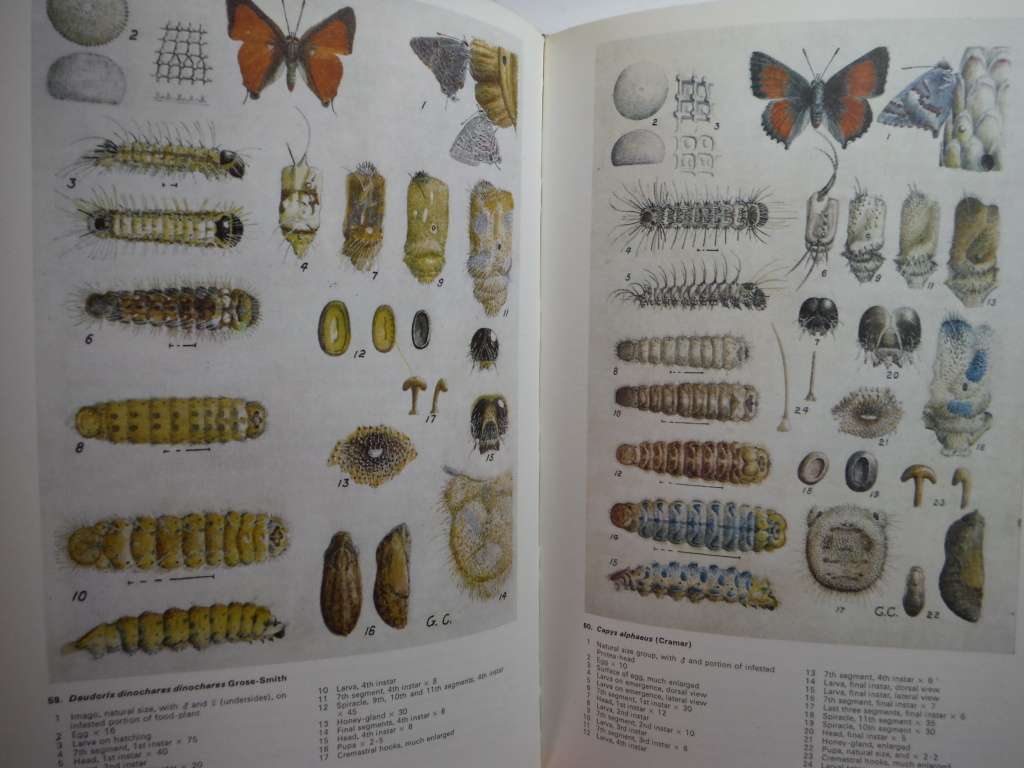 Life Histories of the South African Lycaenid Butterflies - Hardcover - Gowan C. Clark - 1971