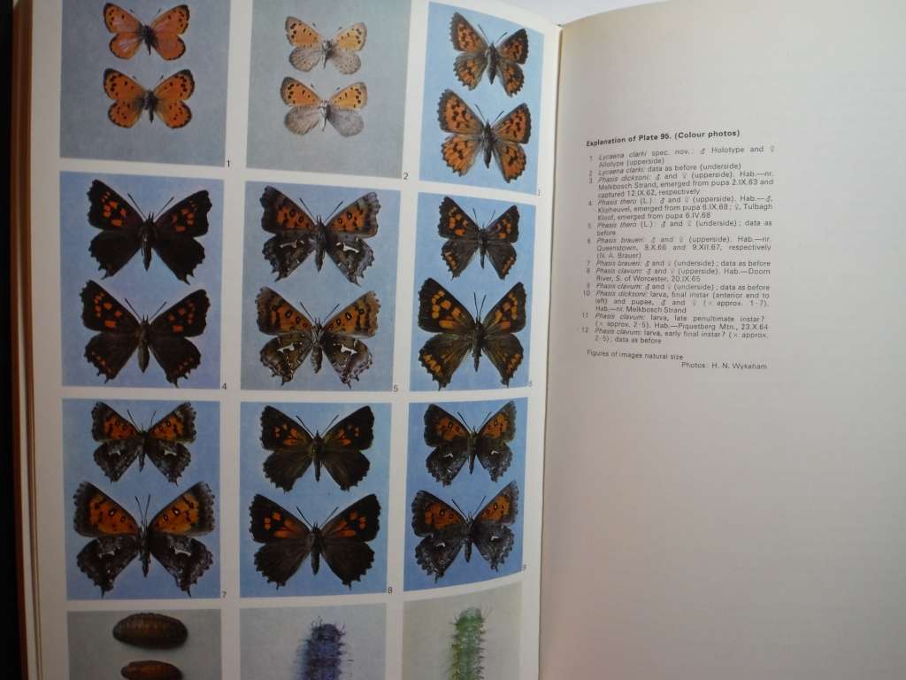 Life Histories of the South African Lycaenid Butterflies - Hardcover - Gowan C. Clark - 1971
