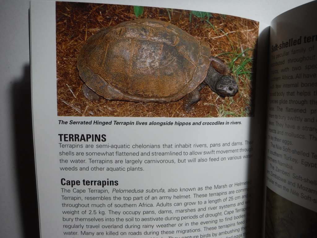 Reptiles and Amphibians of Southern Africa - Paperback - Warren Schmidt