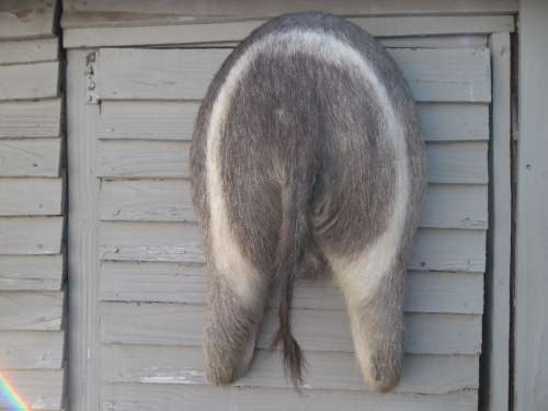 Stunning Back side Ring Bok Taxidermy size is 720mm high collection only by buyer