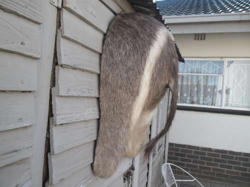 Stunning Back side Ring Bok Taxidermy size is 720mm high collection only by buyer