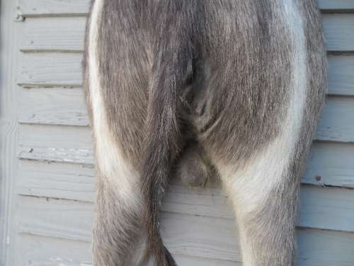 Stunning Back side Ring Bok Taxidermy size is 720mm high collection only by buyer