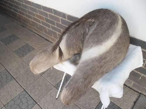 Stunning Back side Ring Bok Taxidermy size is 720mm high collection only by buyer