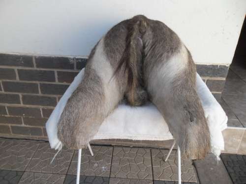 Stunning Back side Ring Bok Taxidermy size is 720mm high collection only by buyer