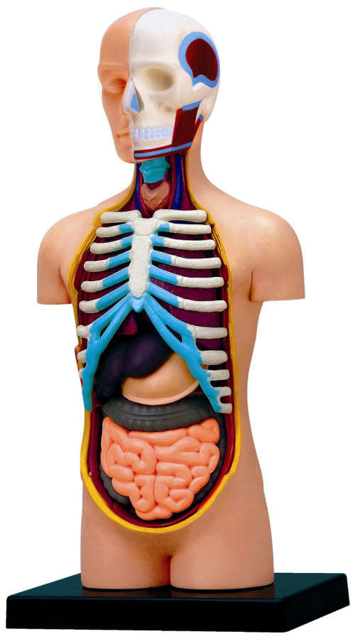 Human Anatomy - Torso Model