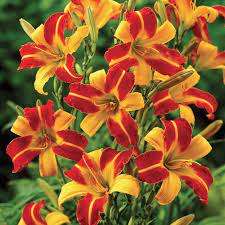 DAY LILLY - FRANS HALS - 5 PLANTS