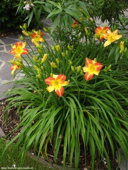 DAY LILLY - FRANS HALS - 5 PLANTS