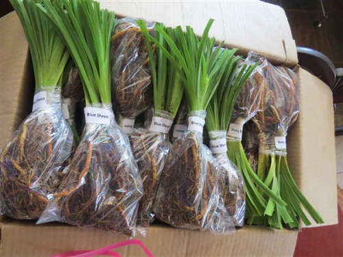 DAY LILLY - FRANS HALS - 5 PLANTS